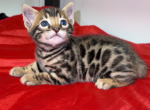 Makers Mark - Bengal Kitten For Sale - Valparaiso&comma; IN&comma; US