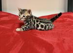 Makers Mark - Bengal Kitten For Sale - Valparaiso&comma; IN&comma; US