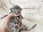 Blue torbie Maine Coon - Maine Coon Cat For Sale - 