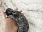 Blue male Maine Coon kitten - Maine Coon Kitten For Sale - 