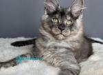 Alvis - Maine Coon Kitten For Sale - Miami&comma; FL&comma; US