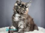 Aida - Maine Coon Kitten For Sale - Miami&comma; FL&comma; US