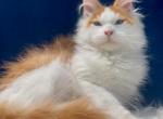 Germes - Maine Coon Kitten For Sale - Miami&comma; FL&comma; US
