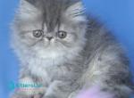 Sindi - Persian Kitten For Sale - Pembroke Pines&comma; FL&comma; US