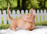 Zorro - Minskin Kitten For Sale - Hollywood&comma; FL&comma; US