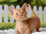 Zorro - Minskin Kitten For Sale - Hollywood&comma; FL&comma; US