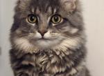 Cinder - Domestic Cat For Adoption - Schaghticoke&comma; NY&comma; US