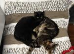 Jasper and juniper - Domestic Cat For Adoption - 