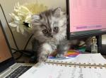 Daisy - Persian Kitten For Sale - 