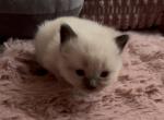 Female seal point Kats Ravishing ragdolls - Ragdoll Kitten For Sale - Lancaster&comma; PA&comma; US