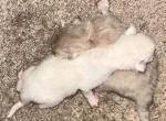 Kats Ravishing Ragdolls mink & traditional - Ragdoll Kitten For Sale - Lancaster&comma; PA&comma; US