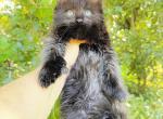 Black solid boy - Maine Coon Kitten For Sale - Grant Valkaria&comma; FL&comma; US