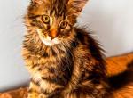 Maine Coon Female Kitten - Maine Coon Kitten For Sale - Staten Island&comma; NY&comma; US