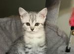 Liki - Scottish Fold Kitten For Sale - Philadelphia&comma; PA&comma; US