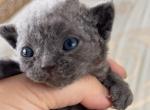 Oscar - Devon Rex Kitten For Sale - P J S&comma; NY&comma; US