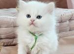 Aria - Persian Kitten For Sale - MD&comma; US