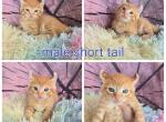Male highlander - Highlander Cat For Sale - 