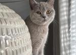 Jolee - British Shorthair Cat For Sale - Cumming&comma; GA&comma; US