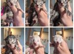 September babies - Maine Coon Kitten For Sale - Frenchtown&comma; MI&comma; US
