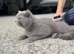 Simone - British Shorthair Kitten For Sale - Cumming&comma; GA&comma; US
