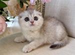 Scottish Fold Silver Chinchilla Female - Scottish Fold Kitten For Sale - Orlando&comma; FL&comma; US