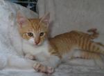 FREE ADORABLE KITTENS - Domestic Kitten For Sale - New Holland&comma; PA&comma; US