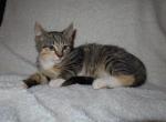 FREE ADORABLE KITTENS - Domestic Kitten For Sale - New Holland&comma; PA&comma; US
