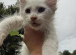 Grimm - Maine Coon Kitten For Sale - Sedalia&comma; MO&comma; US