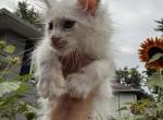 Kraven - Maine Coon Kitten For Sale - Sedalia&comma; MO&comma; US