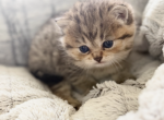 Bella - Scottish Fold Kitten For Sale - 