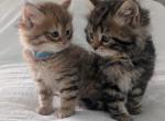 Siberian Kittens Gerty and Jonsey had  kittens - Siberian Kitten For Sale - Milan&comma; MI&comma; US