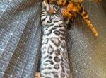 Stunning Silver Bengal Male  TICA Registered - Bengal Kitten For Sale - Hermann&comma; MO&comma; US
