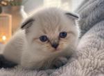 Lily - Scottish Fold Kitten For Sale - 