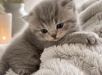 Leo - Scottish Fold Kitten For Sale - 