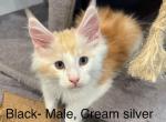 April litter a few are available - Maine Coon Kitten For Sale - Tarentum&comma; PA&comma; US