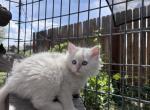 Siberian Girl - Siberian Kitten For Sale - CO&comma; US