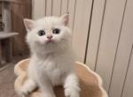 Una - Scottish Straight Kitten For Sale - El Dorado Hills&comma; CA&comma; US