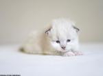 Hattie - Siberian Kitten For Sale - 