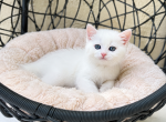 Scottish Straight white  Male Kitten - Scottish Straight Kitten For Sale - Orlando&comma; FL&comma; US