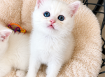 Scottish Straight female white - Scottish Straight Kitten For Sale - Orlando&comma; FL&comma; US