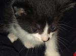 Calico litter - American Shorthair Kitten For Sale - Farragut&comma; TN&comma; US