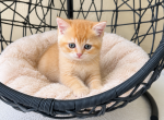 Scottish Straight boy Cute Kitten - Scottish Straight Kitten For Sale - Orlando&comma; FL&comma; US