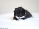 Harold - Siberian Kitten For Sale - 