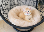 Cute Scottish Straight boy - Scottish Straight Kitten For Sale - Orlando&comma; FL&comma; US