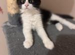 Kittens for sale - Domestic Kitten For Sale - 