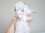 Hester - Siberian Kitten For Sale - Brookville&comma; OH&comma; US