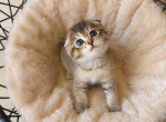 Cute Scottish fold female - Scottish Fold Kitten For Sale - Orlando&comma; FL&comma; US