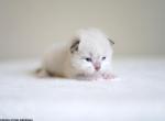Harrison - Siberian Kitten For Sale - Brookville&comma; OH&comma; US