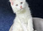 Stunning Blue Eyed White Maine Coon Boy - Maine Coon Kitten For Sale - NY&comma; US
