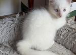 Dumbo - Ragdoll Kitten For Sale - Portland&comma; OR&comma; US